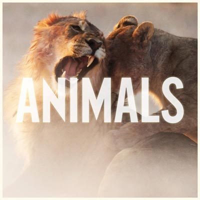 Nueva canción de Maroon 5 Animals